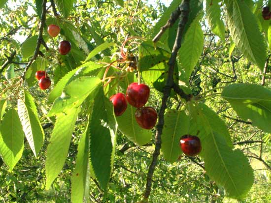  Image name: ciliegio selvatico3.jpg 
 width: 550 pixel 
 height: 413 pixel 
 Size: 65930 bytes 
 Click to enlarge 